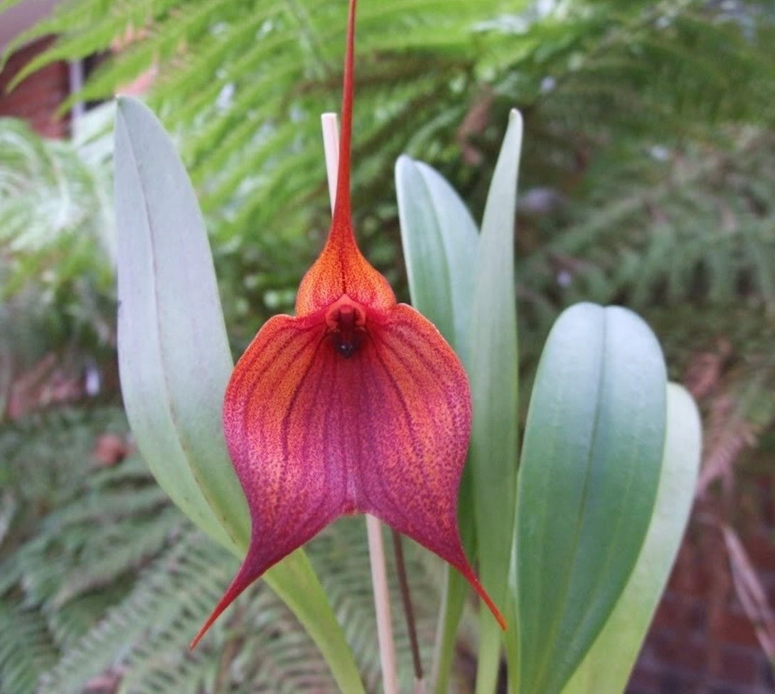Orhidee Masdevallia Prince Charming