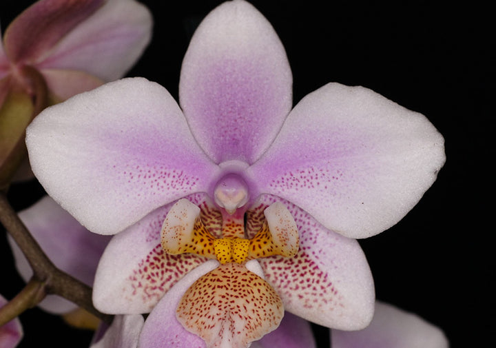 Orhidee Phalaenopsis Philadelphia (stuartiana x schilleriana)