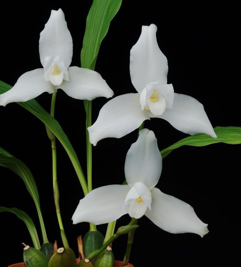 Orhidee Lycaste skinneri - flori cerate, intens parfumate, pret atractiv