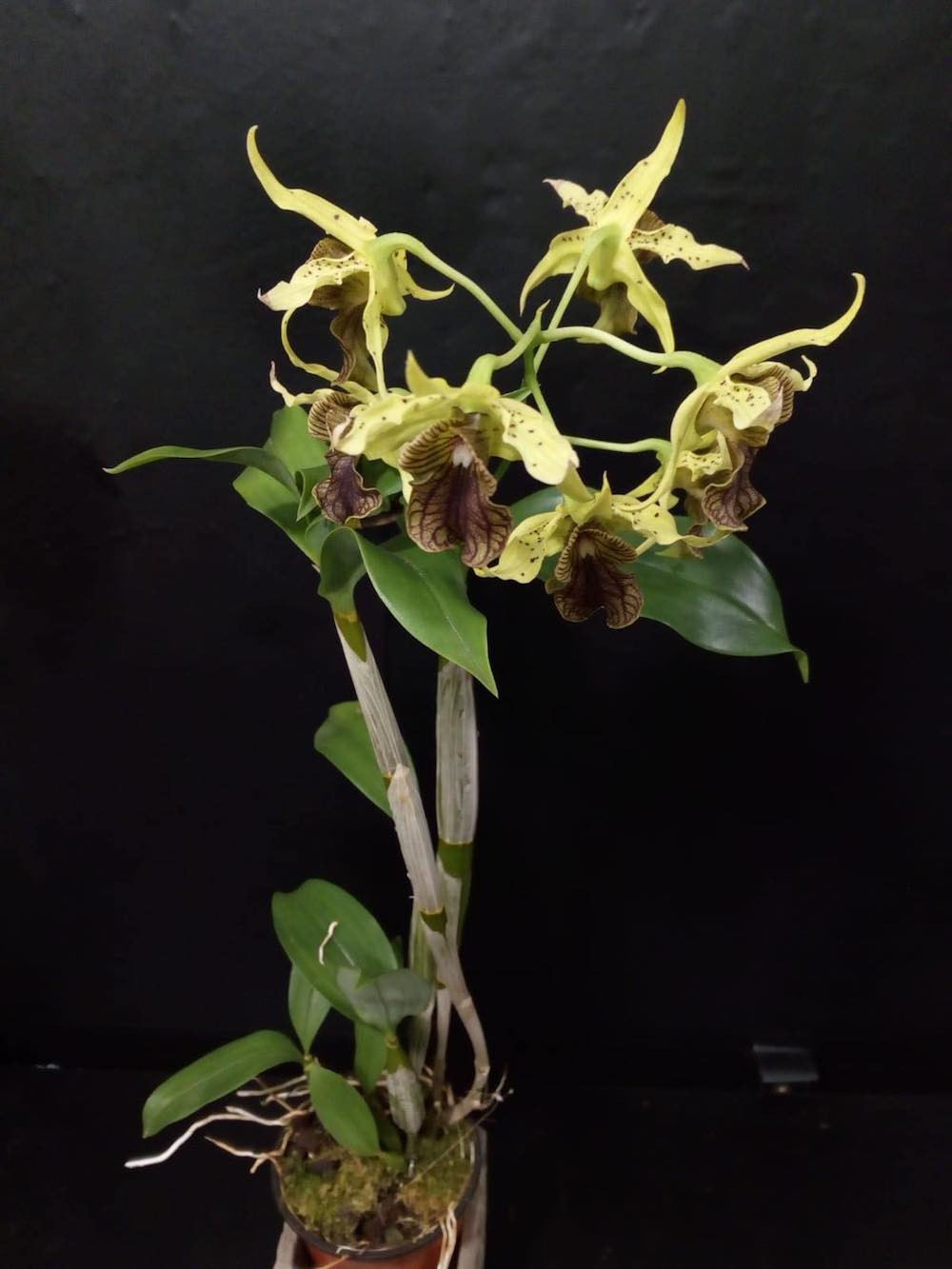 Orhidee Dendrobium green elf