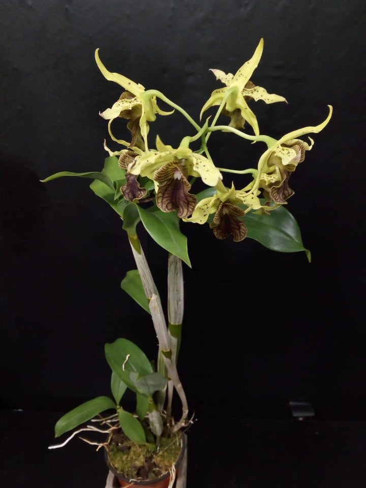 Orhidee Dendrobium green elf