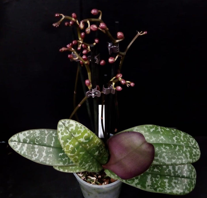 Orhidee Phalaenopsis Philadelphia (stuartiana x schilleriana)