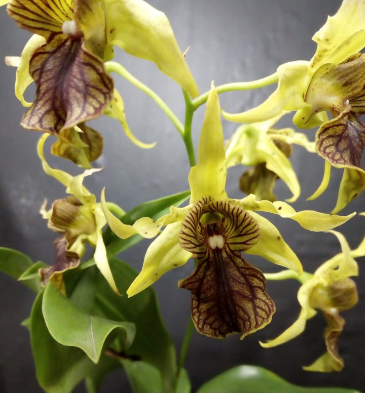 Orhidee Dendrobium green elf