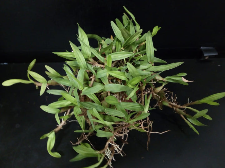 Orhidee Epidendrum polybulbon, orhidee de colectie, la preturi speciale!