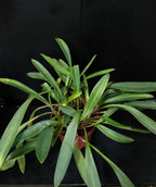 Orhidee Masdevallia Prince Charming