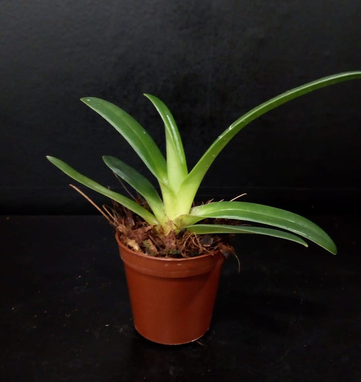 Orhidee Paphiopedilum Gardineri (Wilhelminae)