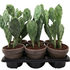 Zahradní kaktus s jedlými plody a listy - Opuntia humifusa (Ďáblův jazyk) D14