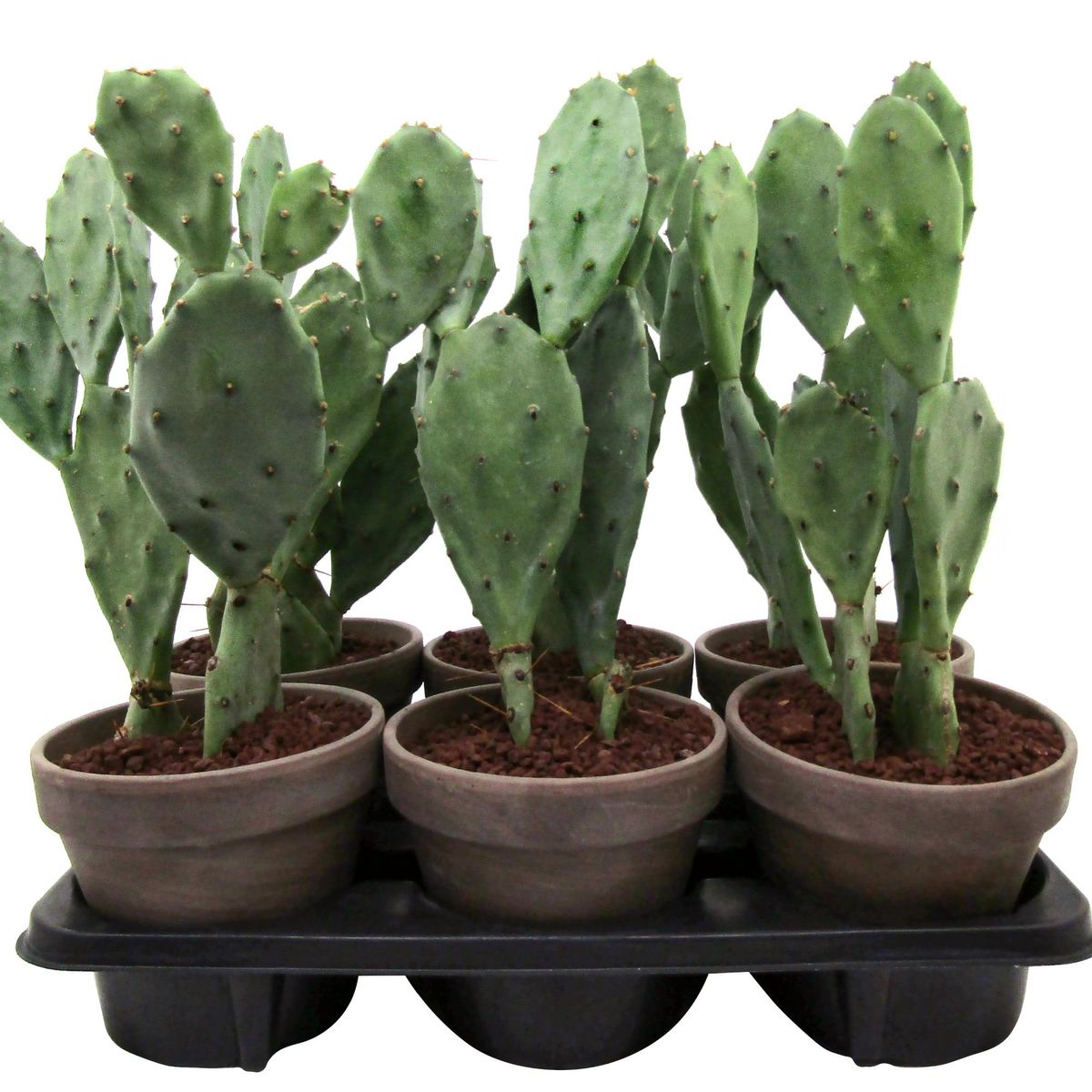 Cactus de gradina cu fructe si frunze comestibile - Opuntia humifusa (Devil's Tongue) D14