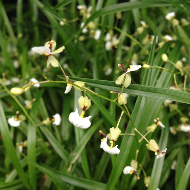 Orhidee Gomesa (Ornithophora) radicans