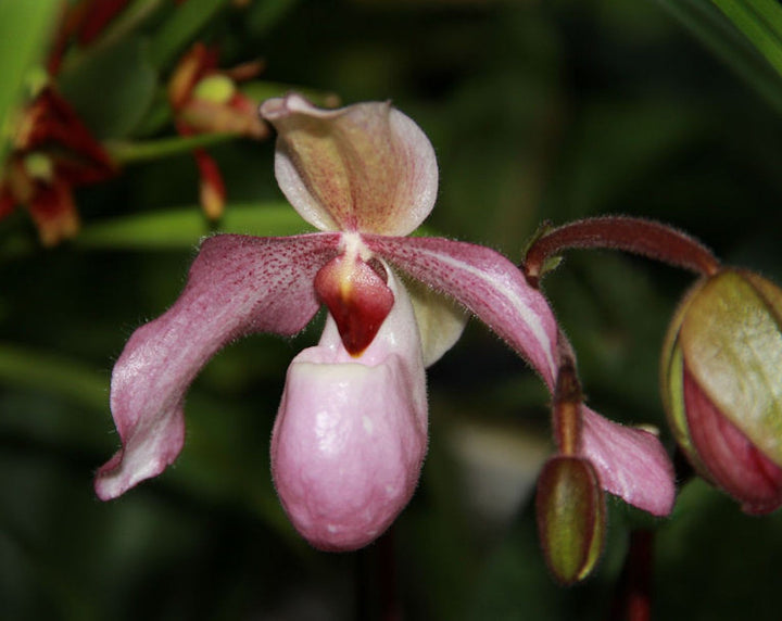 Orhidee Paphiopedilum Delophyllum