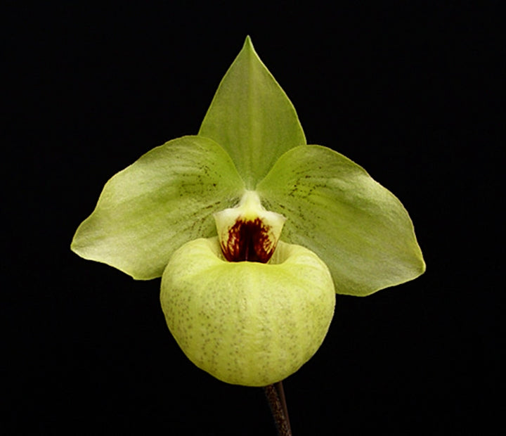 Orhidee Paphiopedilum norito hasegawa