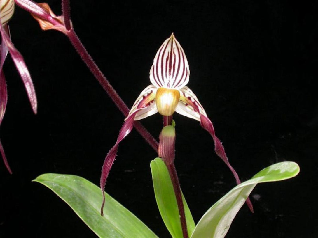 Orhidee Paphiopedilum philipinense