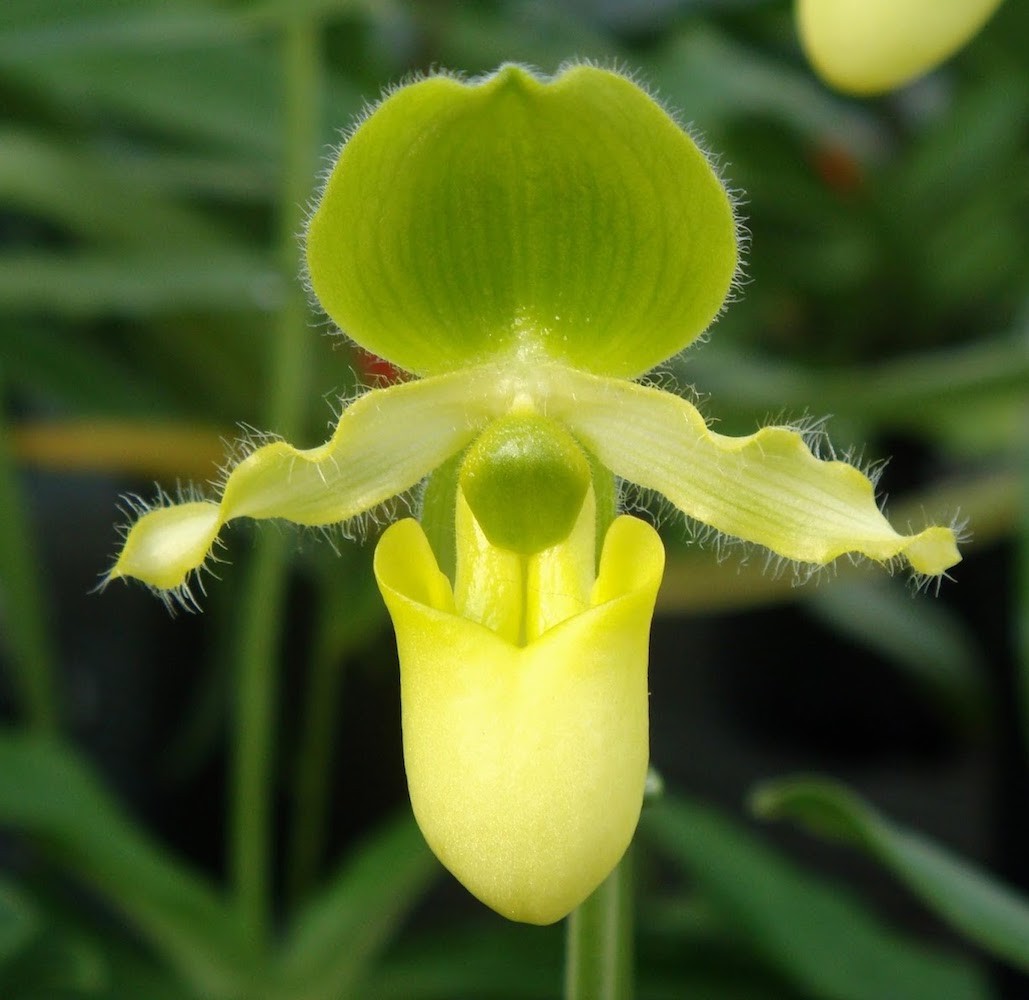 Orhidee Paphiopedilum primulinum (secvential/multiflower)