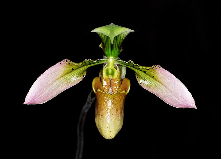 Orhidee Paphiopedilum wolterianum