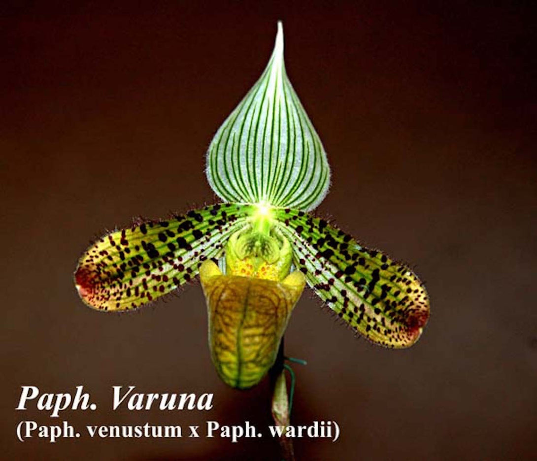 Orhidee Paphiopedilum Varuna (Paphiopedilum wardii x venustum)
