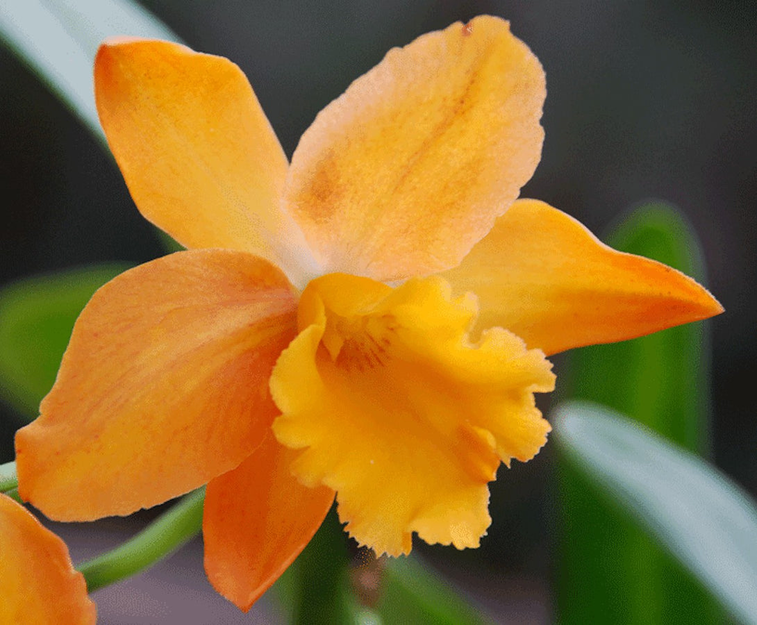 Orhidee Blc orange nugget