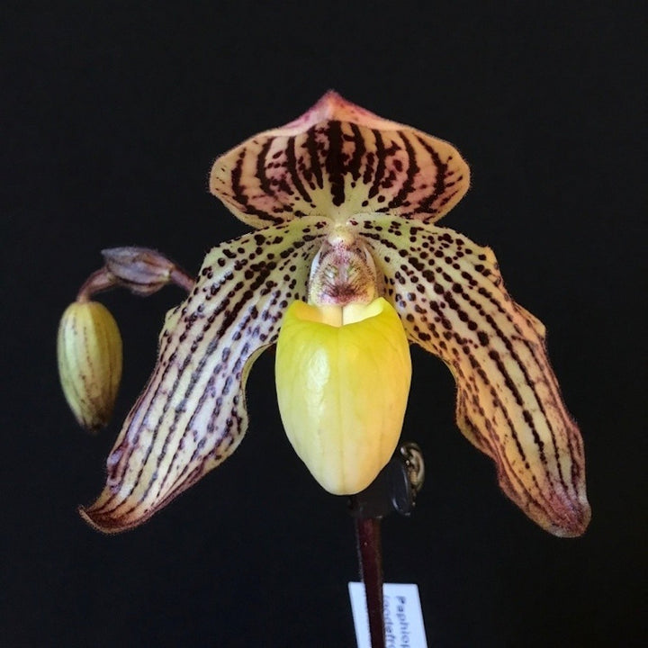 Orhidee Paphiopedilum Jennifer Stage (Paphio philipinense x godefroyae)