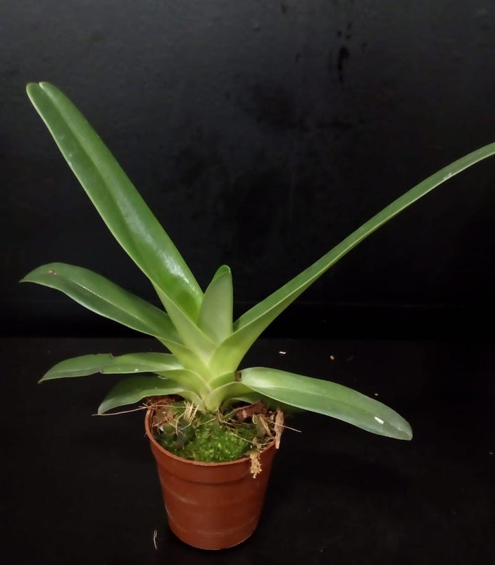 Orhidee Paphiopedilum philipinense