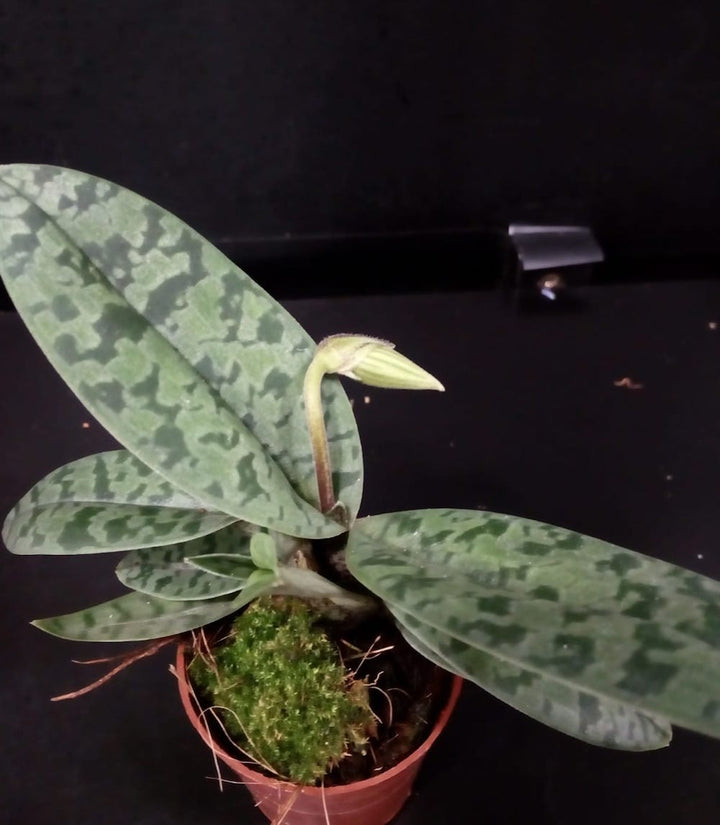 Orhidee Paphiopedilum Varuna (Paphiopedilum wardii x venustum)