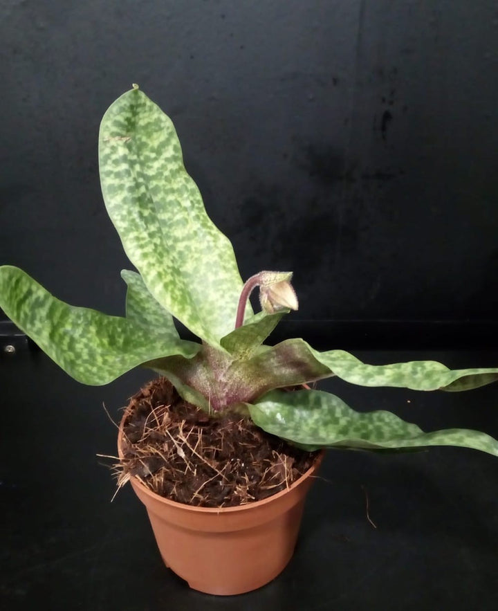 Orhidee Paphiopedilum Delophyllum