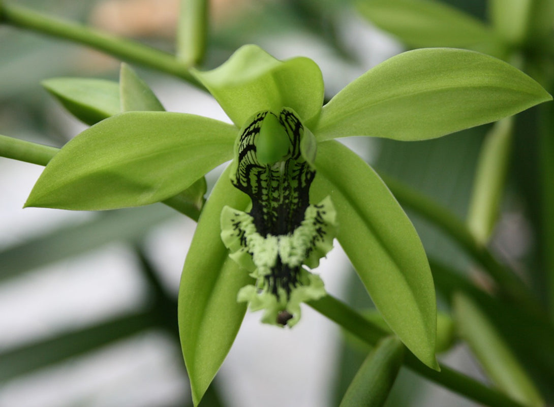 Orhidee Coelogyne pandurata