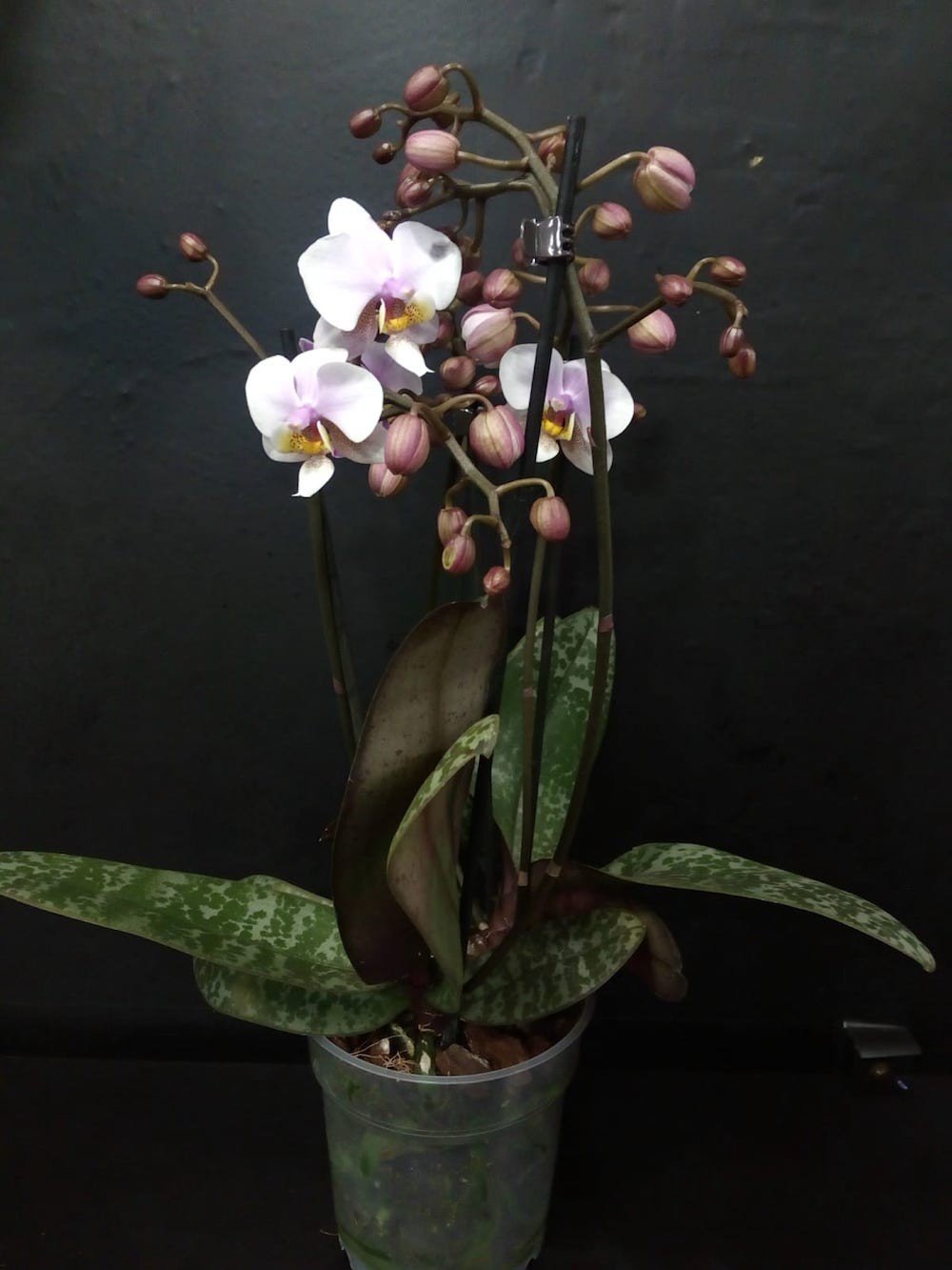 Orhidee Phalaenopsis Philadelphia (stuartiana x schilleriana)