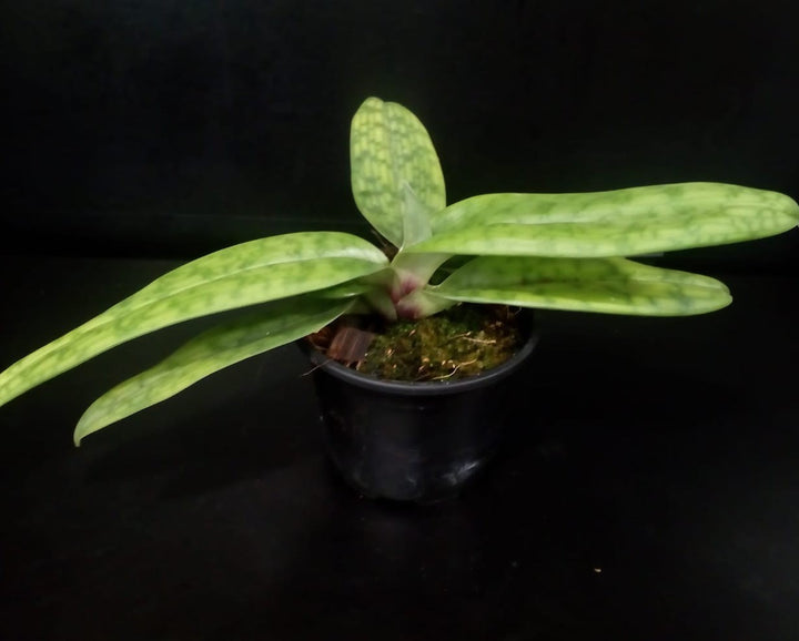 Orhidee Paphiopedilum wolterianum