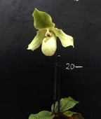 Comanda Orhidee Paphiopedilum envy green, online la un pret special!