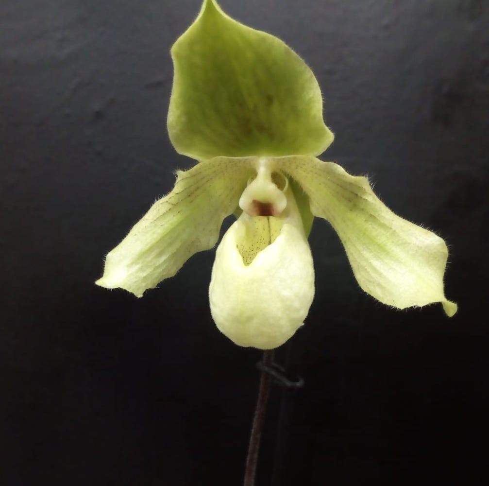 Comanda Orhidee Paphiopedilum envy green, online la un pret special!