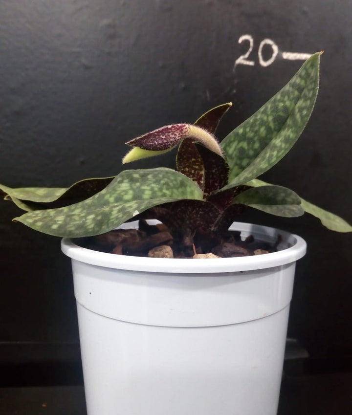 Orhidee Paphiopedilum norito hasegawa