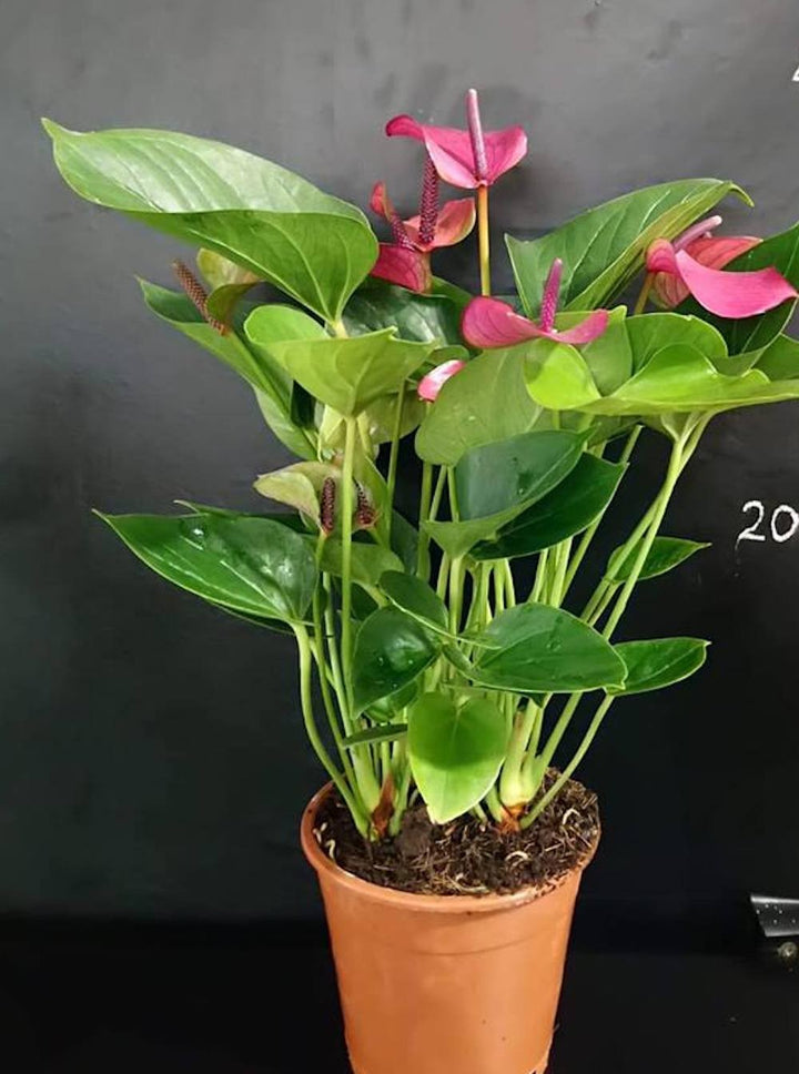 Anthurium Princess Amalia Purple  - Floarea Flamingo, anthurium mov in ghiveci