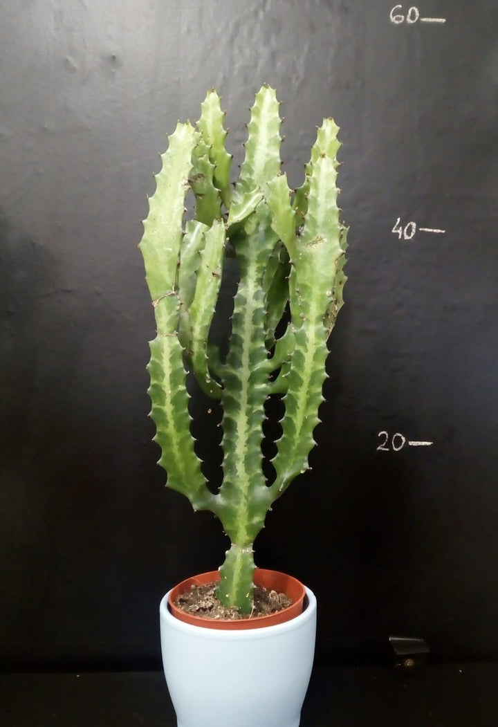 Comanda Euphorbia, cactus special, pret imbatabil!