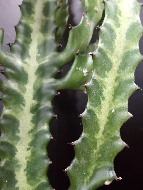 Comanda Euphorbia, cactus special, pret imbatabil!