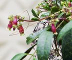 Aeschynanthus marmoratus - planta curgatoare exotica, cu frunzis marmorat
