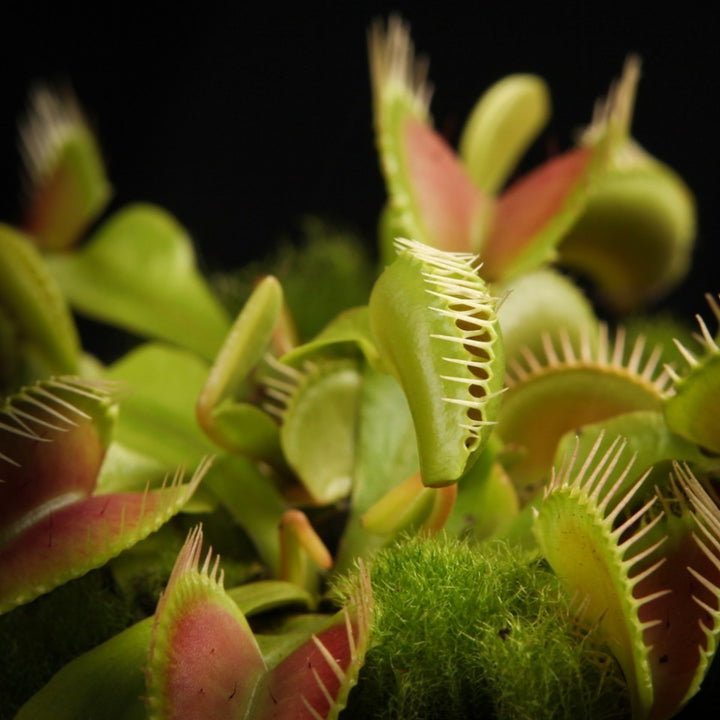 Dionaea - O planta carnivora de exceptie