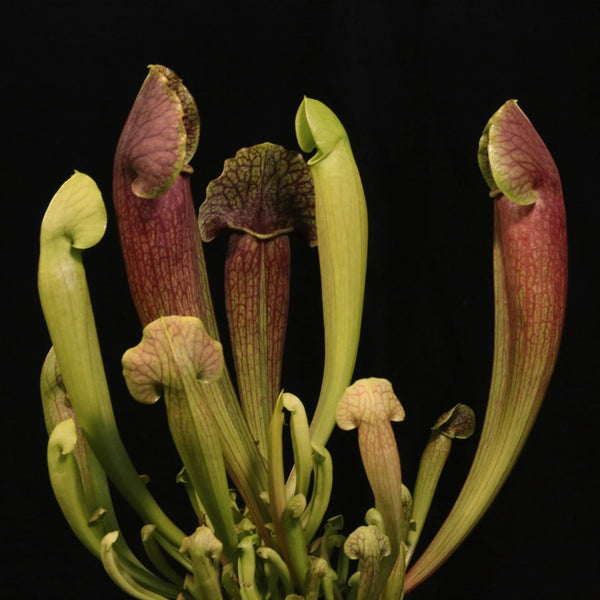 Sarracenia x purpurea Barba, specii plante carnivore la preturi speciale