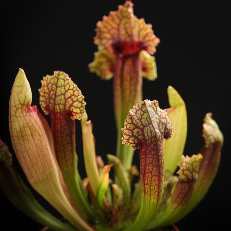 Sarracenia Mitchelliana, planta ulcior, specii deosebite la preturi atractive!