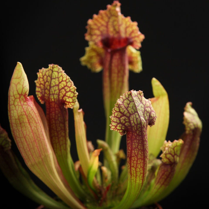 Sarracenia Mitchelliana, planta ulcior, specii deosebite la preturi atractive!