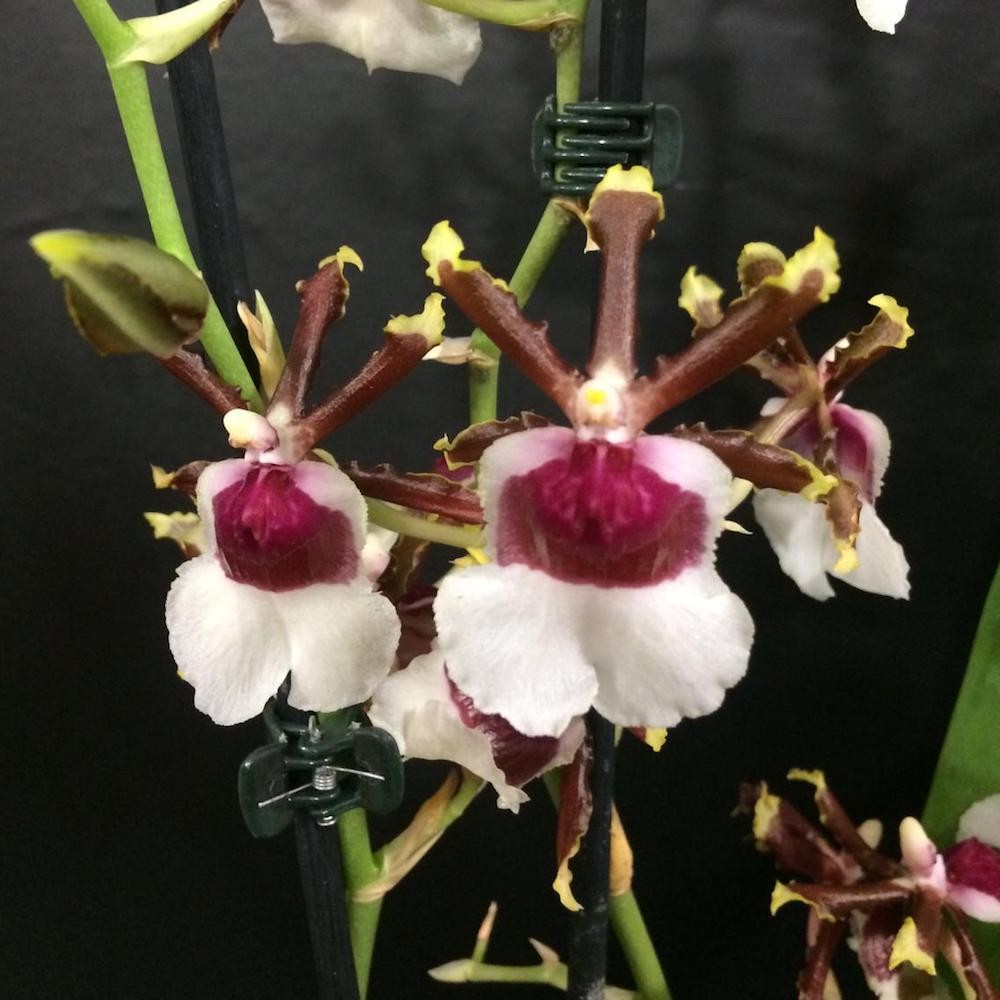 Comanda online Orhidee cambria parfumata la pret imbatabil!