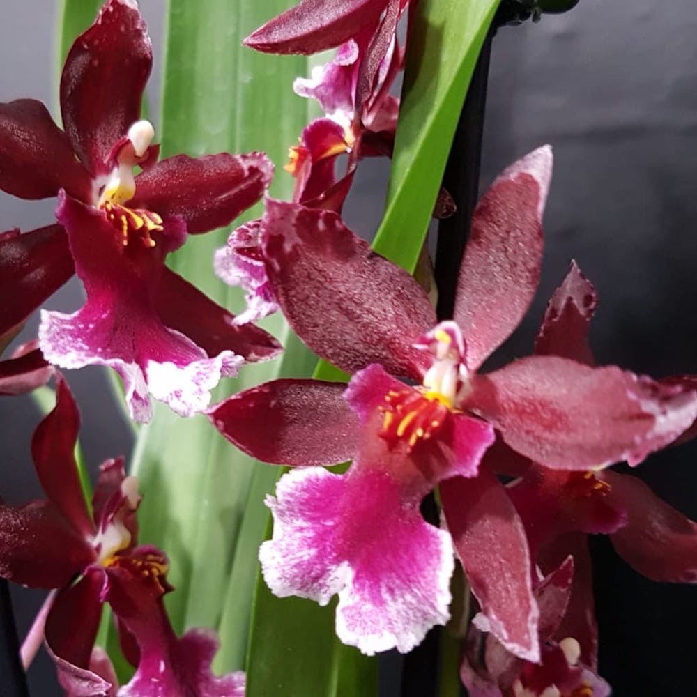 Cumpara online orhidee Burrageara cu cel mai bun pret livrare rapida!