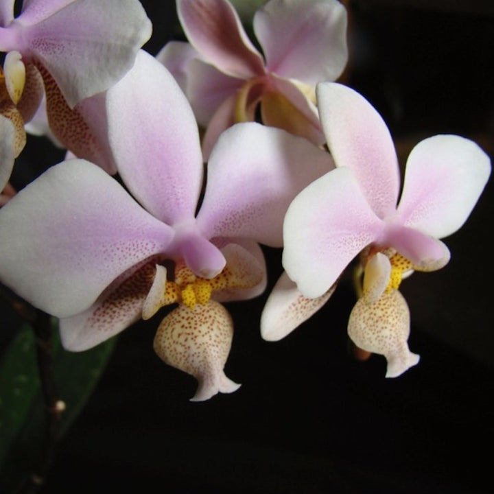 Orhidee Phalaenopsis Philadelphia (stuartiana x schilleriana)