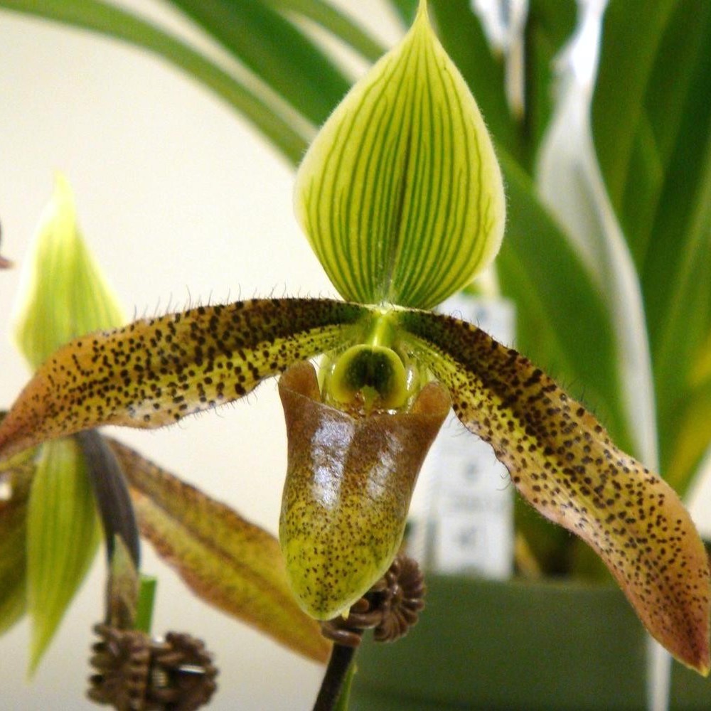 Comanda Orhidee Paphiopedilum debbie robinson online la un pret special!