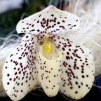 Orhidee Paphiopedilum wenshanense