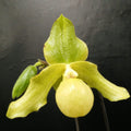 Comanda Orhidee Paphiopedilum envy green, online la un pret special!