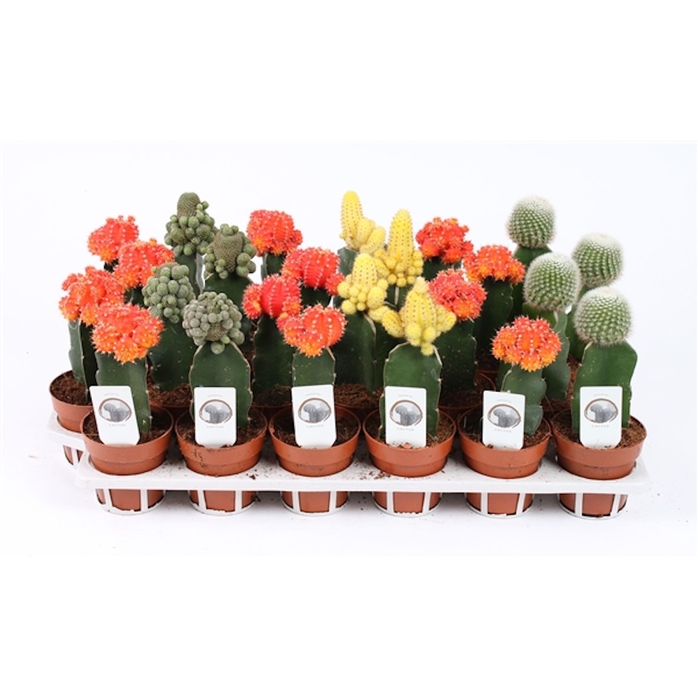 Gymnocalycium mix - Cactusi altoiti colorati, pret atractiv, livrare rapida