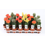 Gymnocalycium mix - Cactusi altoiti colorati, pret atractiv, livrare rapida