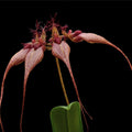 Orhidee Bulbophyllum (Cirrhopetalum) rothschildianum