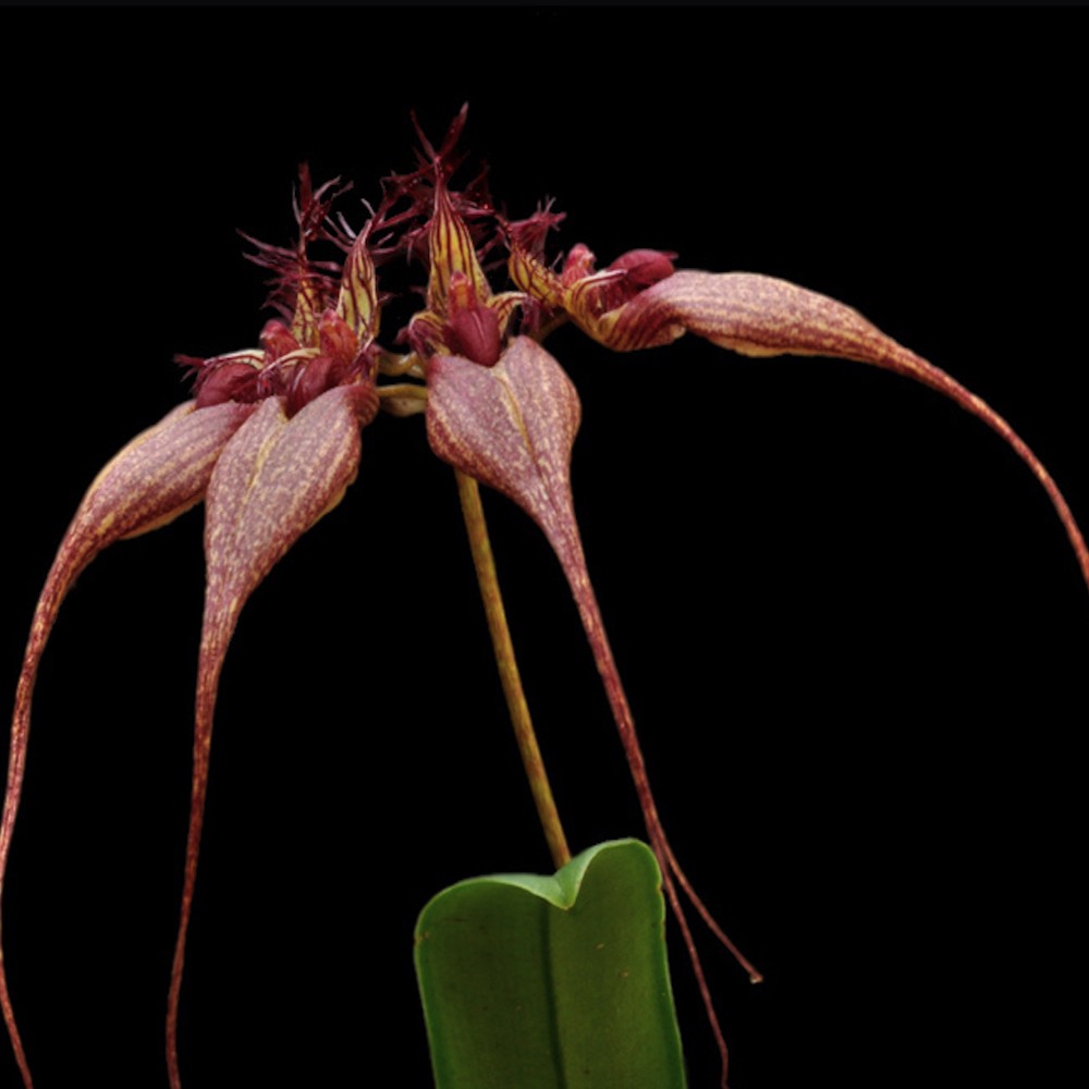 Orhidee Bulbophyllum (Cirrhopetalum) rothschildianum