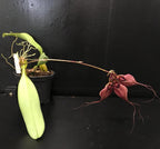 Orhidee Bulbophyllum (Cirrhopetalum) rothschildianum
