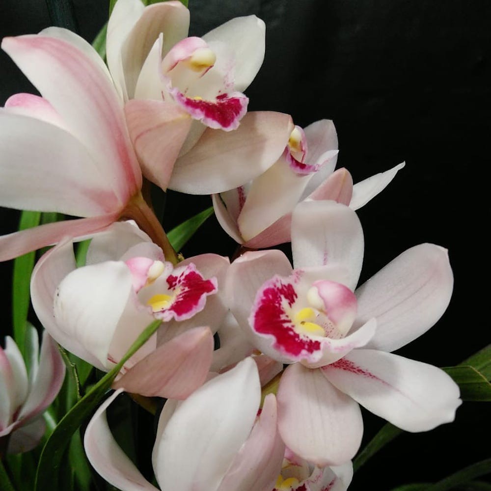 Comanda Orhidee Cymbidium alb la cel mai bun pret online!